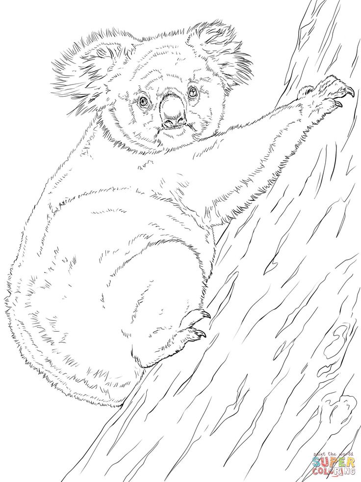 Koala climbing tree coloring page free printable coloring pages animal coloring pages coloring pages tree coloring page