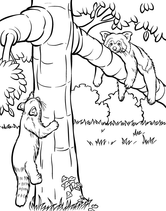 Coloringbookpandaslgif ã panda coloring pages coloring pages red panda