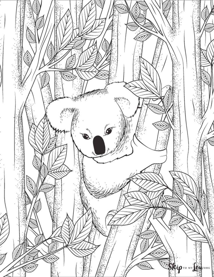 Koala coloring pages coloring pages koala tree coloring page