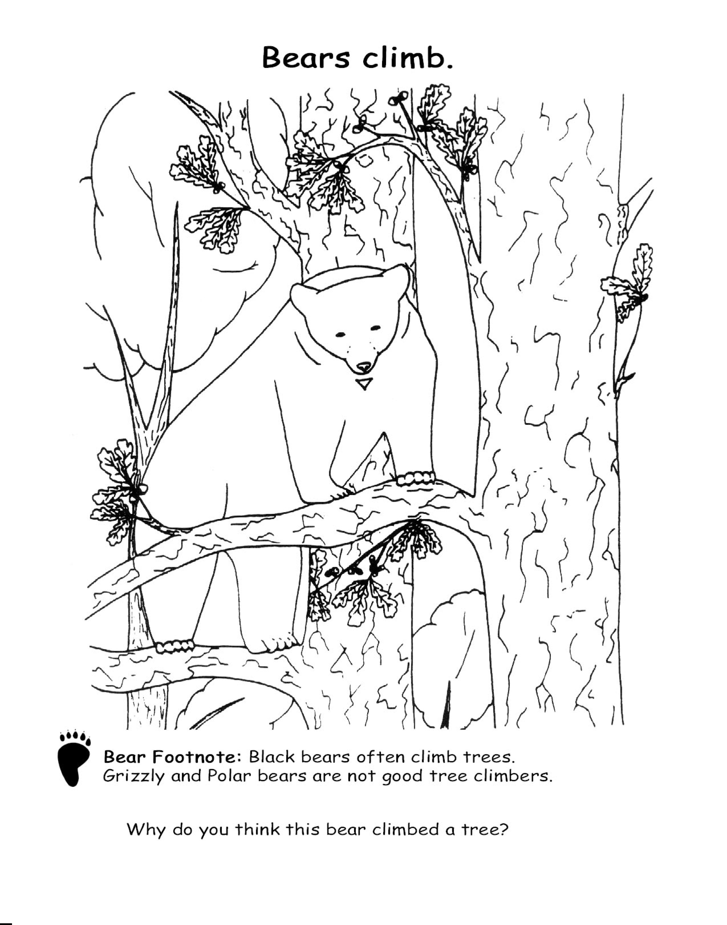 Animal coloring pages imagine our florida inc