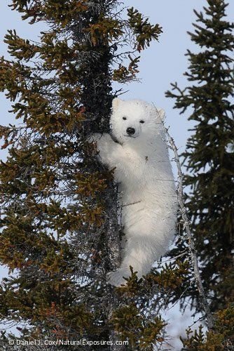 Do polar bears climb trees