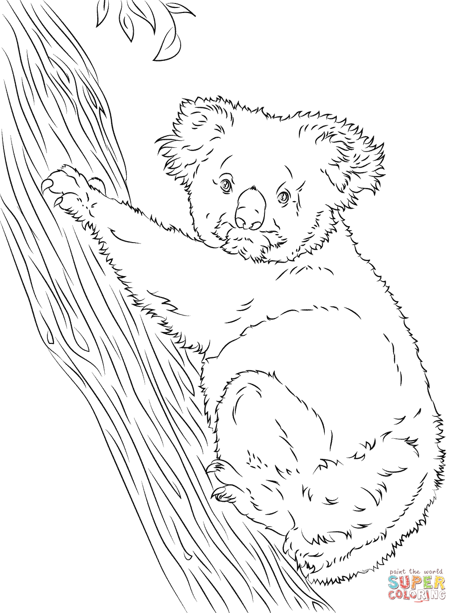 Koala climbing a tree coloring page free printable coloring pages