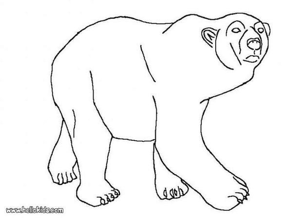 Polar bear coloring pages