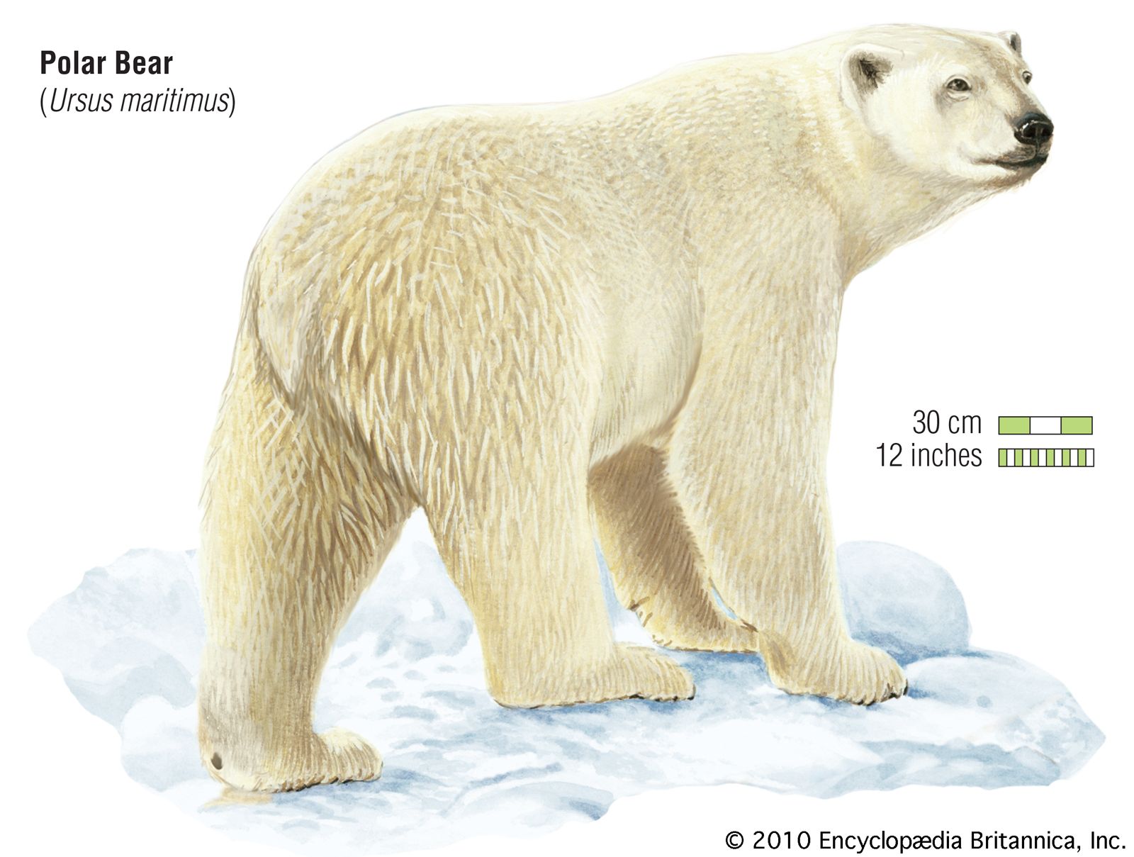 Polar bear description habitat facts