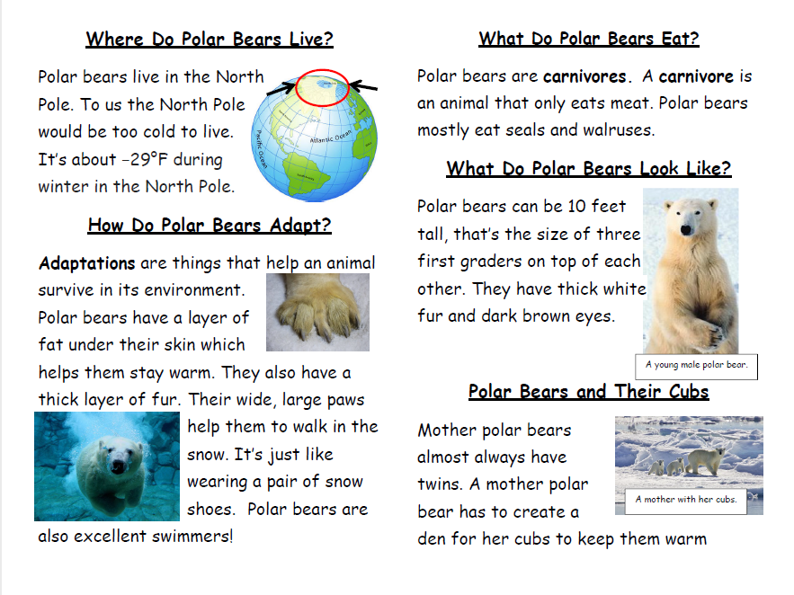 Mini polar bear book with fact and opinion activity teaching resources