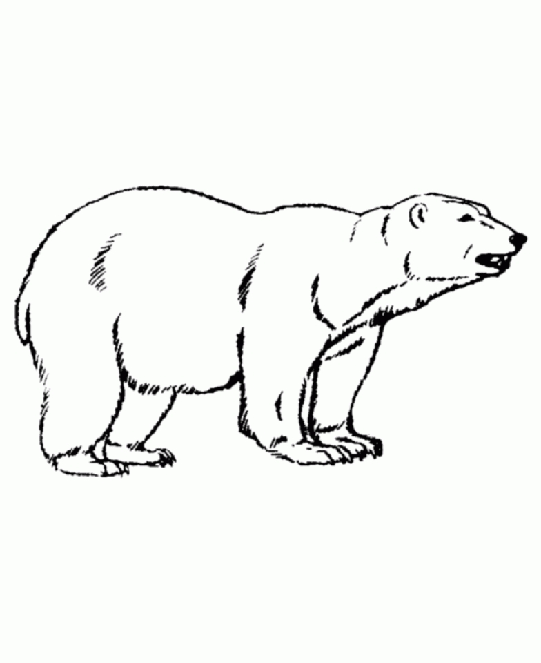 Get this kids printable polar bear coloring pages xlk