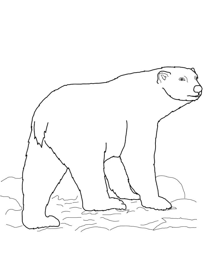 Print polar bear coloring page