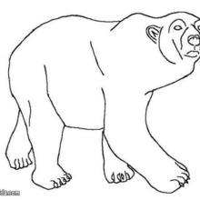 Polar bear coloring pages