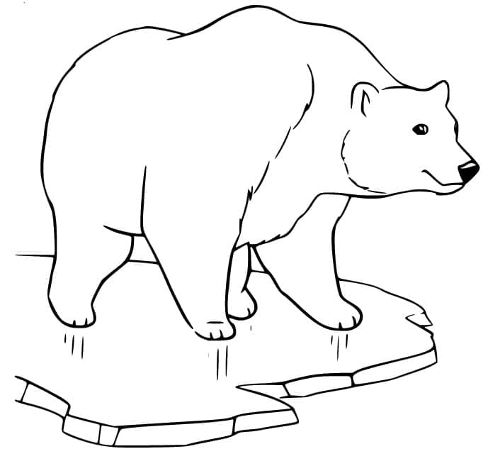Polar bear free coloring page