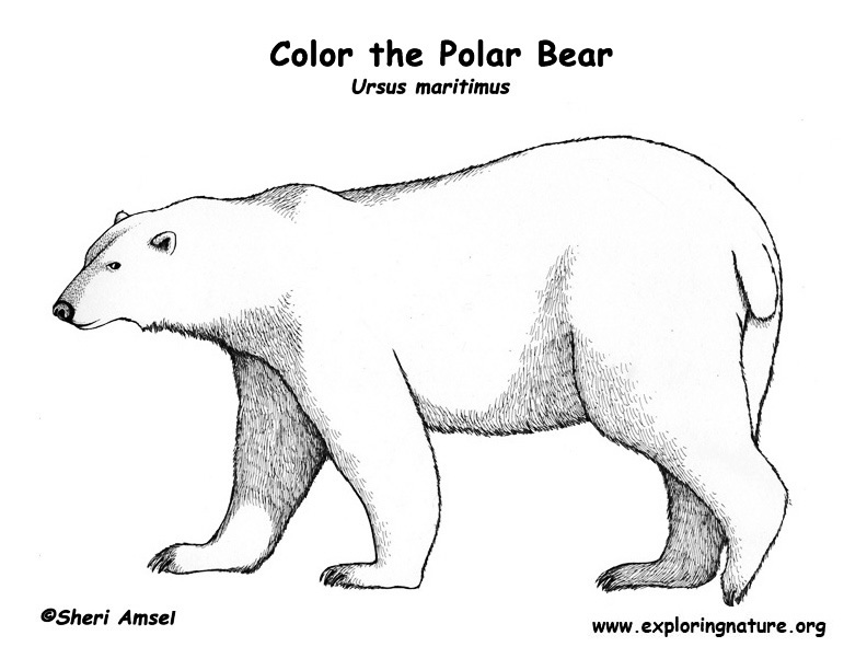 Bear polar coloring page