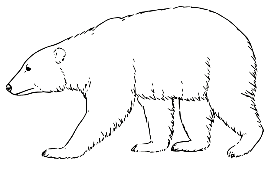 Polar bear coloring pages printable for free download