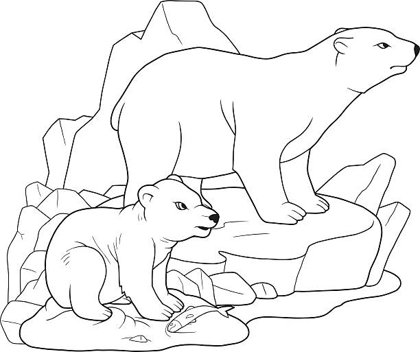 Polar bear coloring page stock illustrations royalty