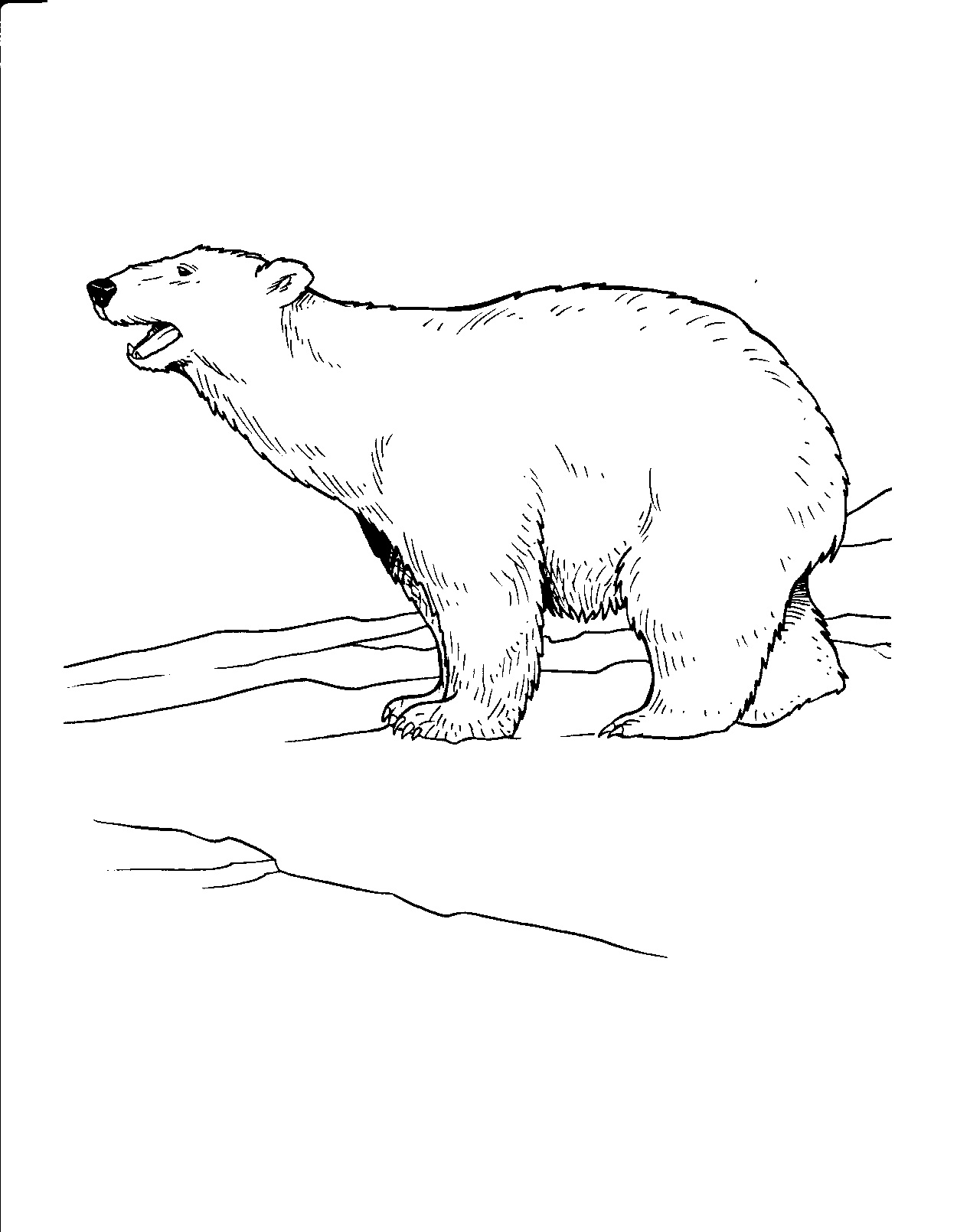 Free printable polar bear coloring pages for kids