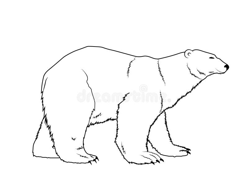 Polar bear stock illustrations â polar bear stock illustrations vectors clipart