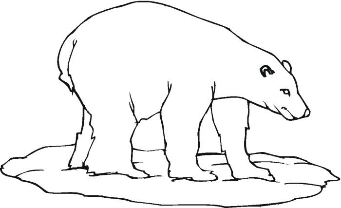 Polar bear colouring in polar bear coloring page bear coloring pages polar bear color