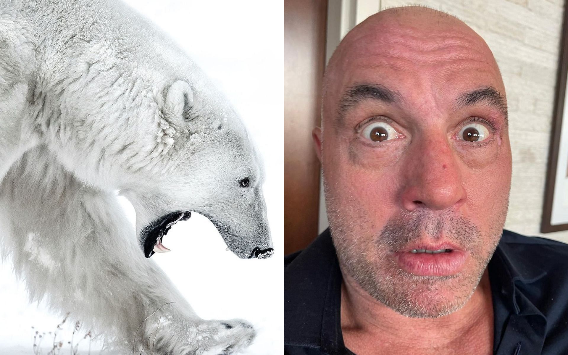 Joe rogan polar bear story when the ufc mentator shared a terrifying tale about explorers getting attacked