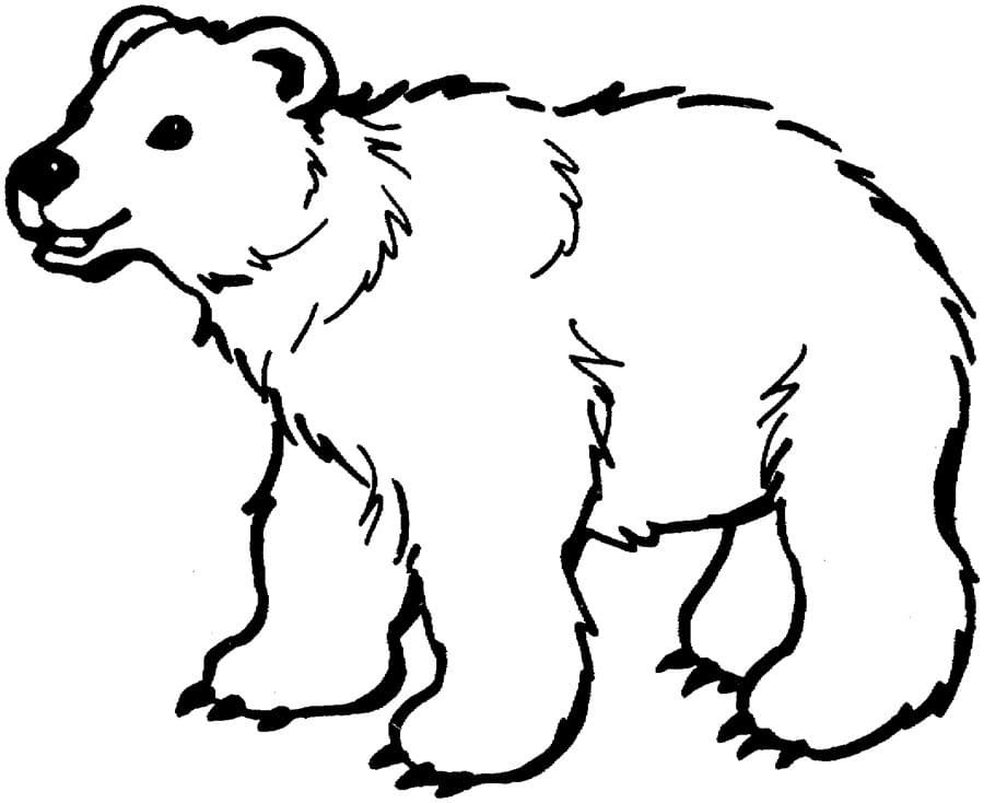 Free bear outline coloring page