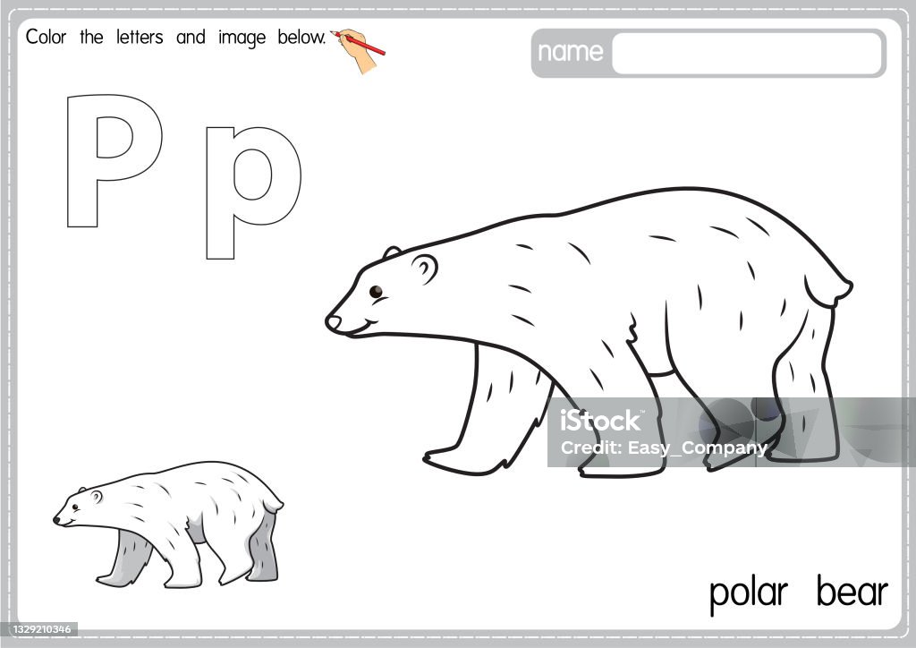 Vector illustration of kids alphabet coloring book page with outlined clip art to color letter p for polar bear stock illustration