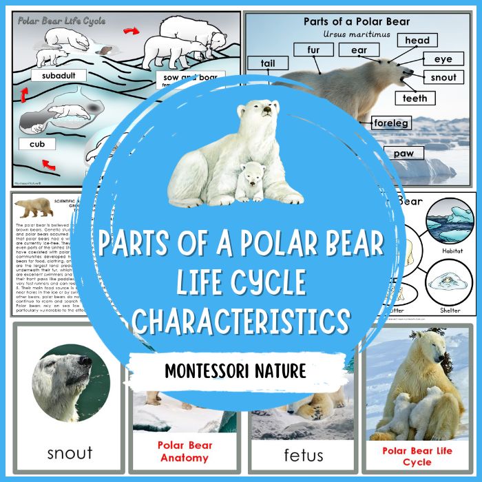 Parts of a polar bear characteristics life cycle