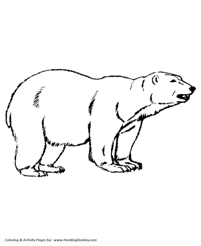 Wild animal coloring pages northern polar bears coloring page and kids activity sheet