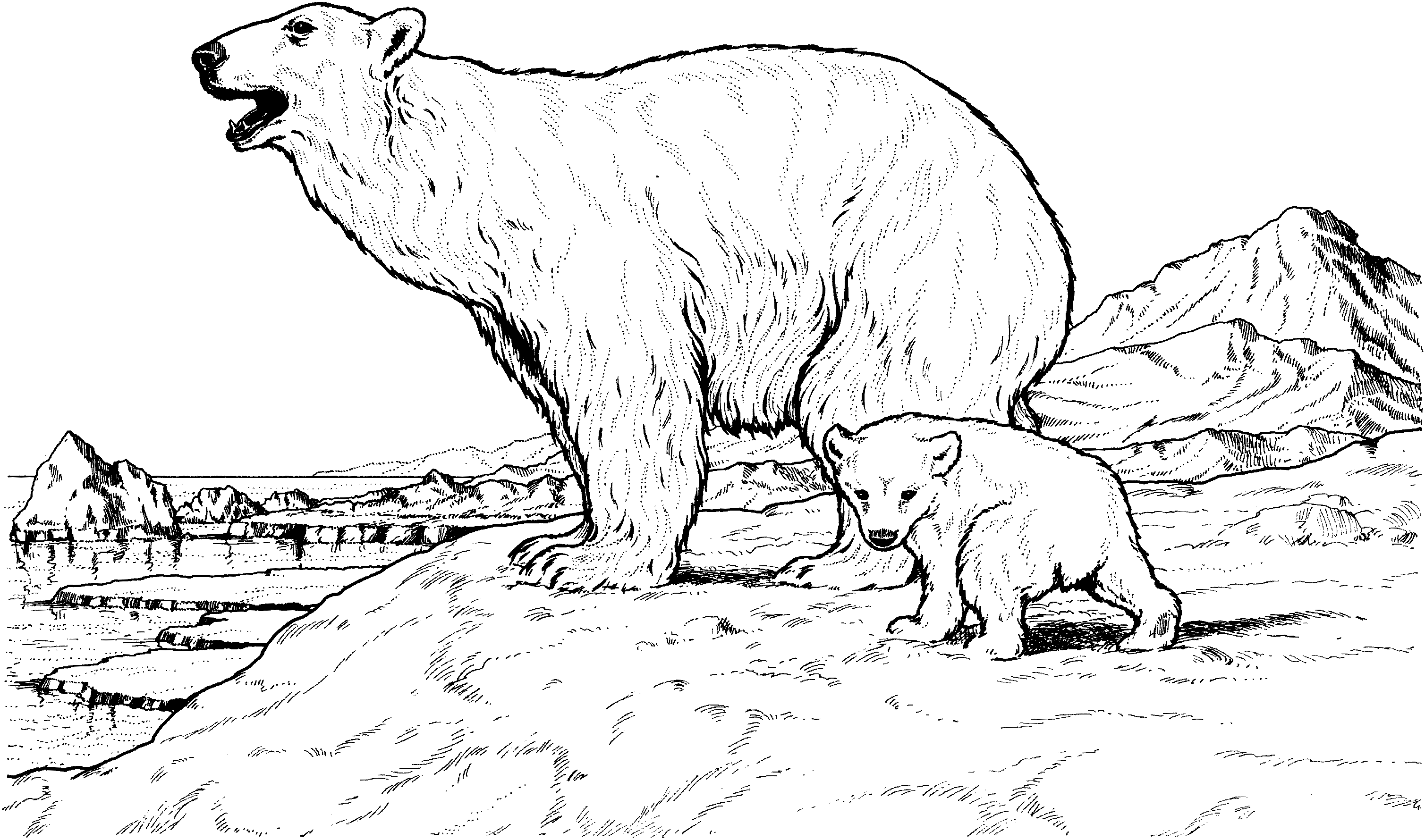 Free printable polar bear coloring pages for kids