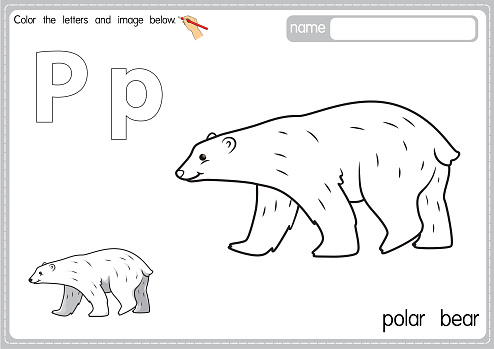 Vector illustration of kids alphabet coloring book page with outlined clip art to color letter p for polar bear stock illustration