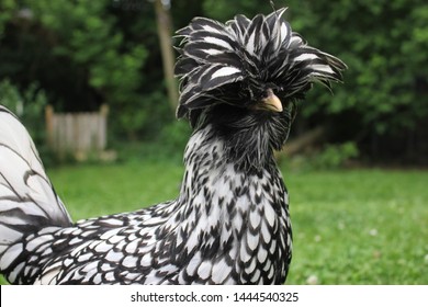 Chicken Pics: Photos of Popular Chicken Breeds (and all things