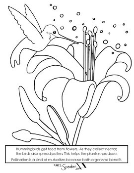 Hummingbird and flower pollinator coloring page by mrsspeaker tpt