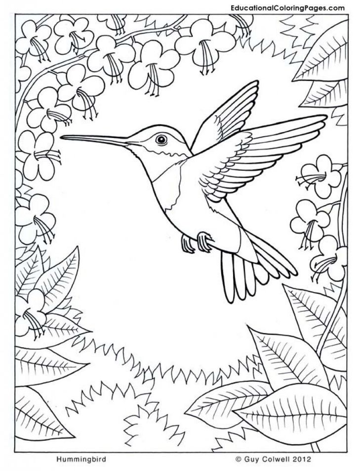 Pollinator coloring pages â seattles favorite garden store since