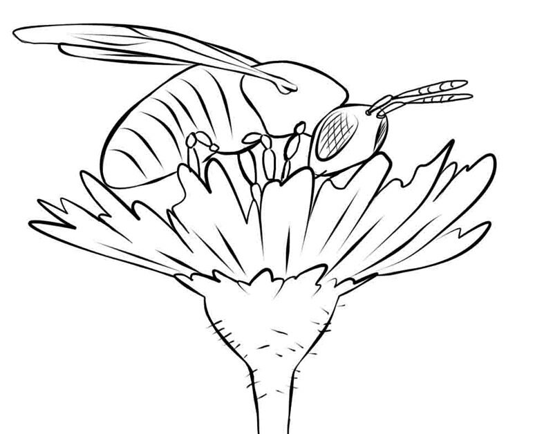 Pollinator coloring pages â seattles favorite garden store since