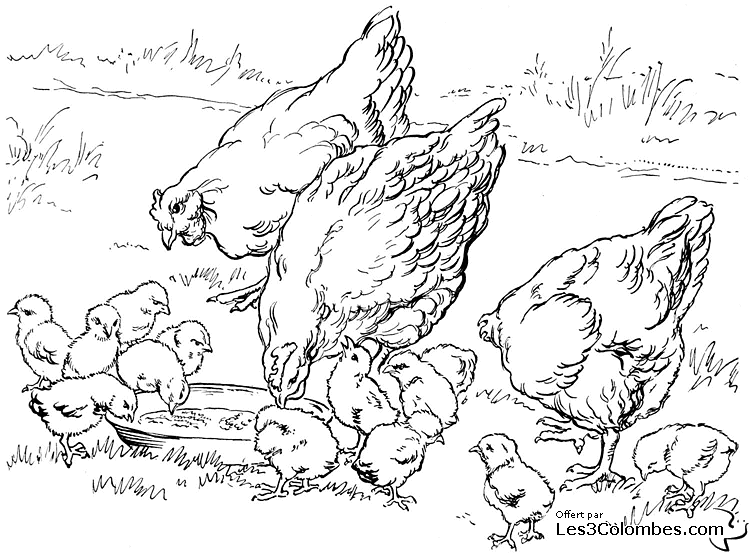 Dibujo de pollo para colorear y pintar