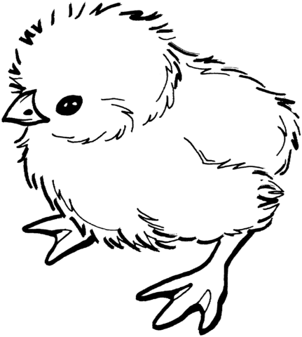 Dibujo de pollito para colorear dibujos para colorear imprimir gratis