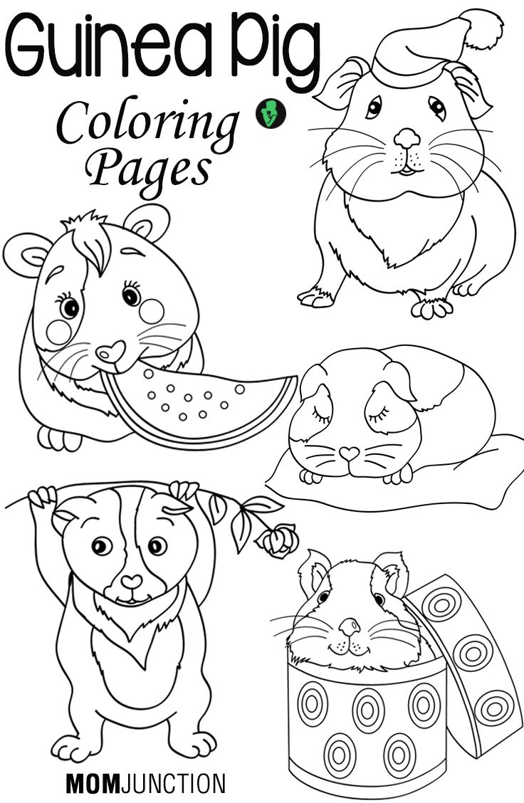 Top free printable guinea pig coloring pages online guinea pigs cute guinea pigs guinea pig diy