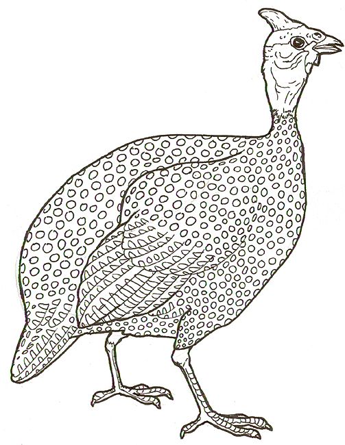 Bird coloring page guinea fowl guinea fowl art bird coloring pages guinea fowl