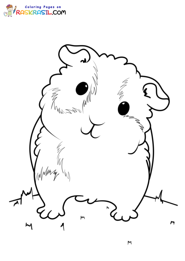 Guinea pig coloring pages