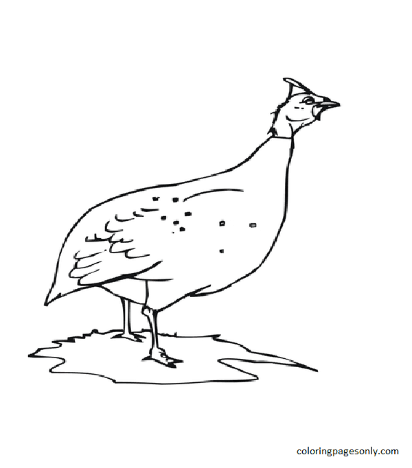 Chicken coloring pages