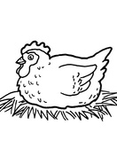 Guinea fowl coloring page free printable coloring pages