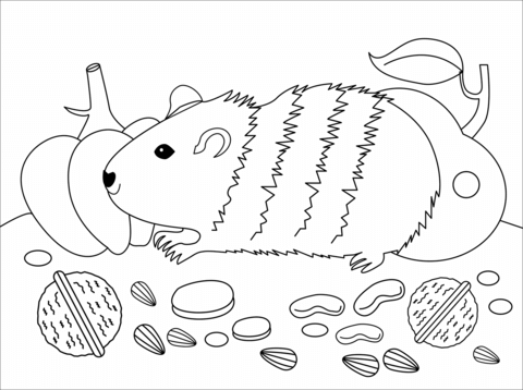 Guinea pig coloring pages free coloring pages