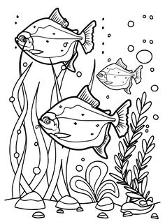 Piranha coloring pages ideas coloring pages piranha free printable coloring pages