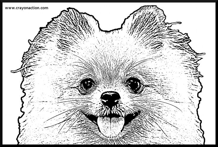 Printablecolouringpagescouk dog coloring page pomeranian colors pomeranian dog