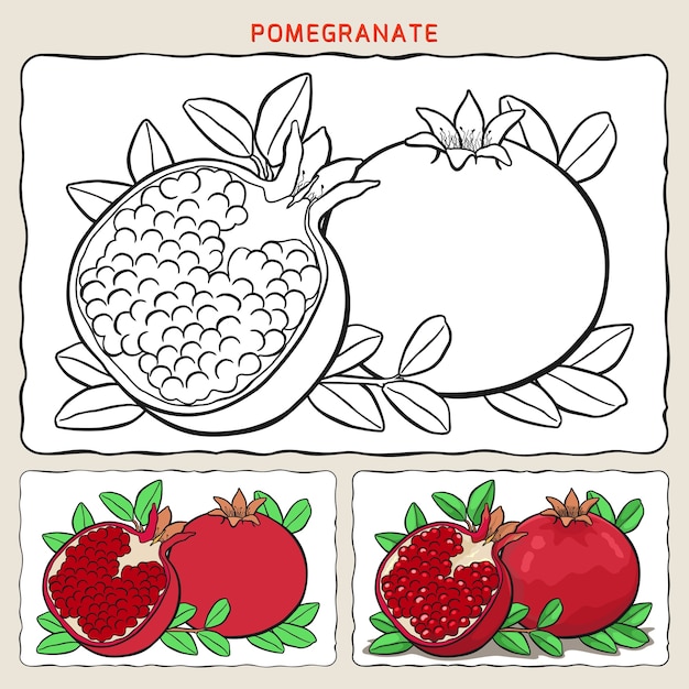 Premium vector coloring page of pomegranate with two samples coloring