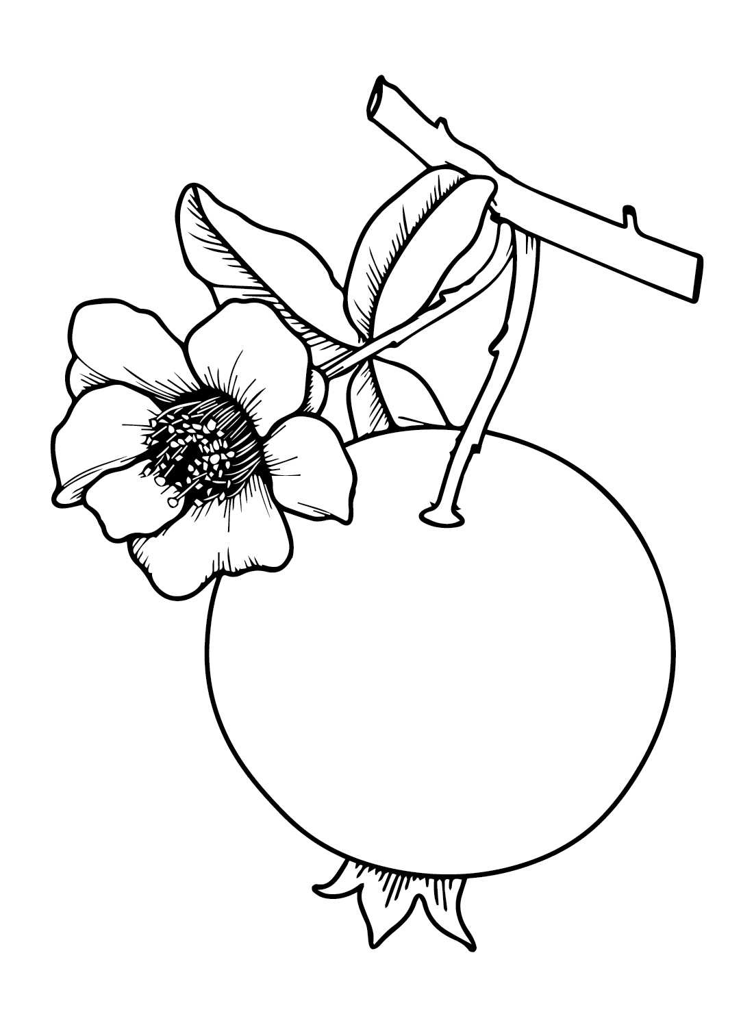 Pomegranate coloring pages printable for free download