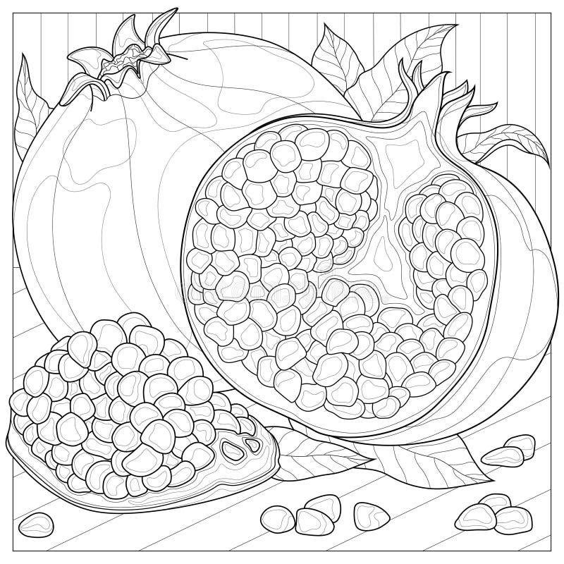 Pomegranate fruit coloring book antistress for children and adults stock vector