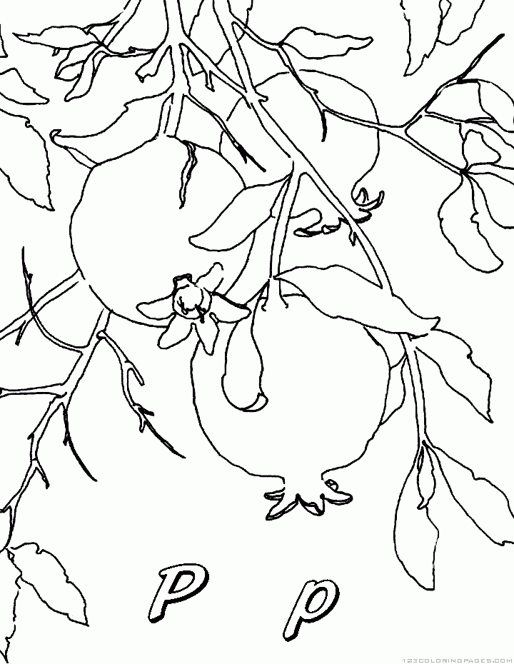 Pomegranate coloring pages