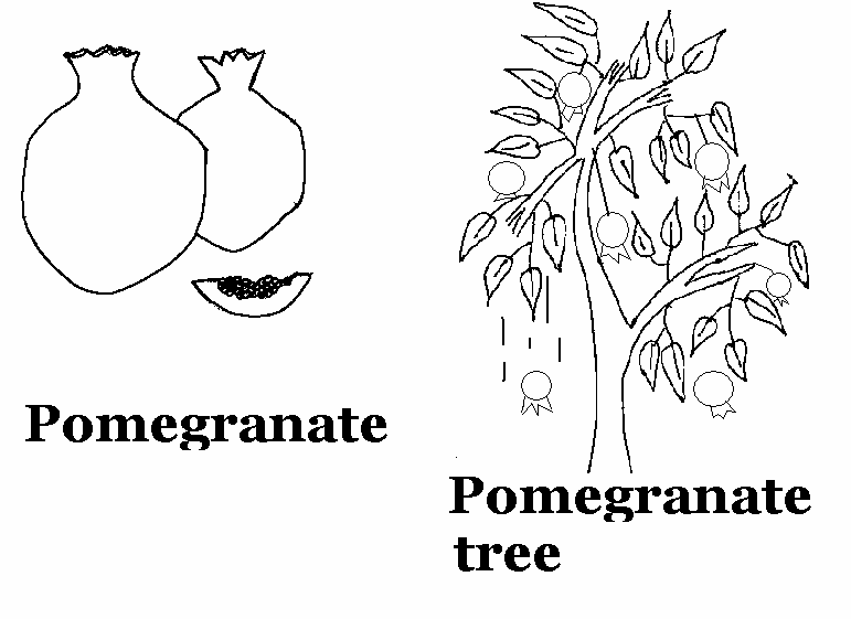 Pomegranate coloring printable page for kids