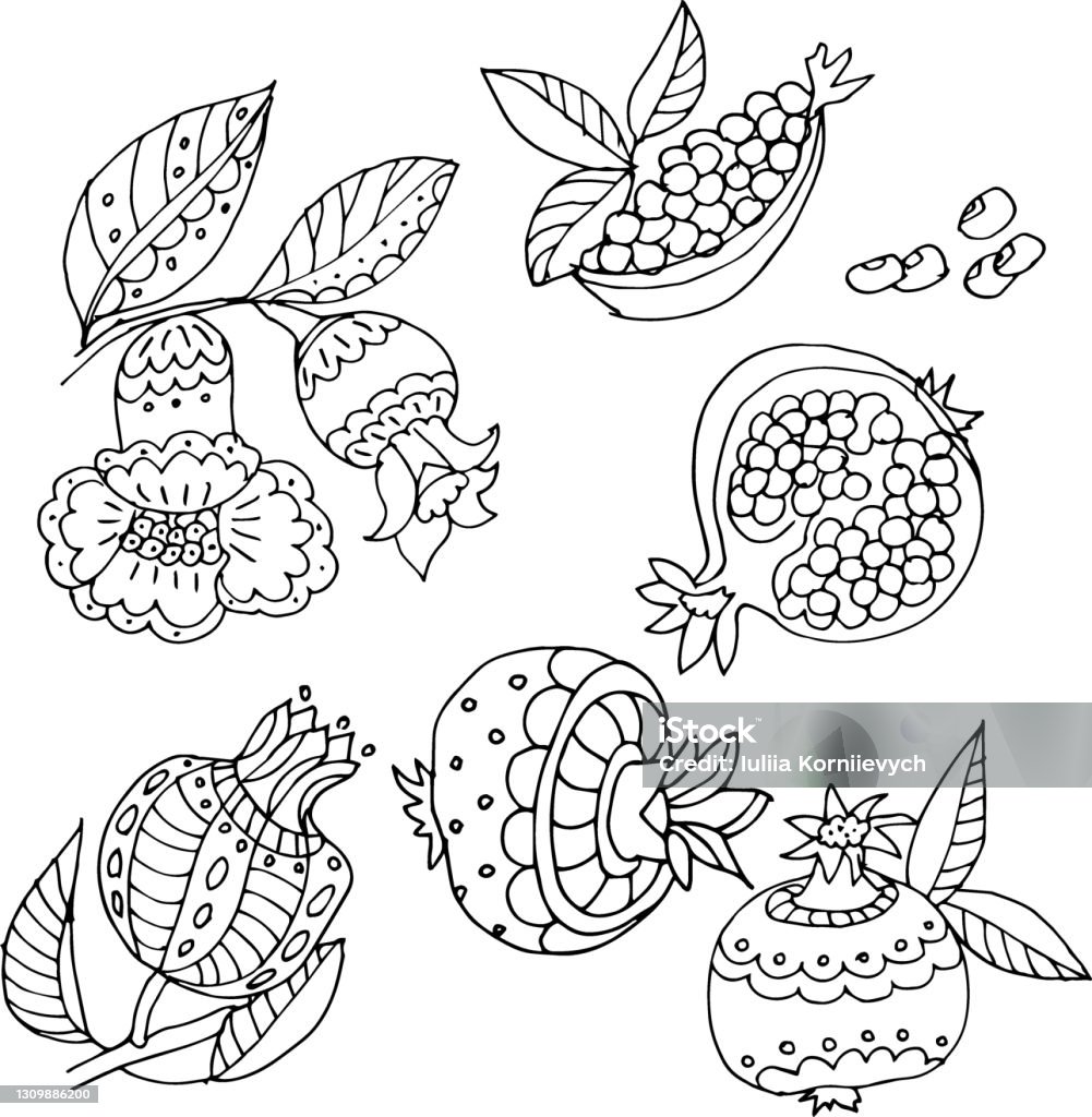 Vector set of coloring pages of pomegranate slices seeds and flowers of pomegranate tree stock illustration