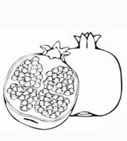 Top pomegranate coloring pages for your little ones coloring pages