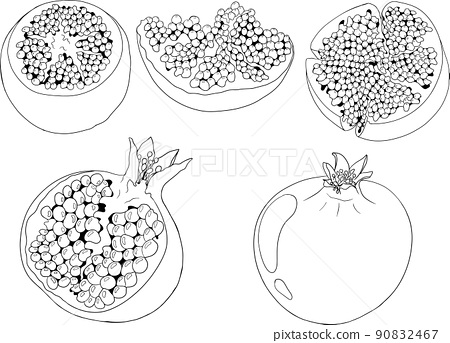 Pomegranate vector illustration on white