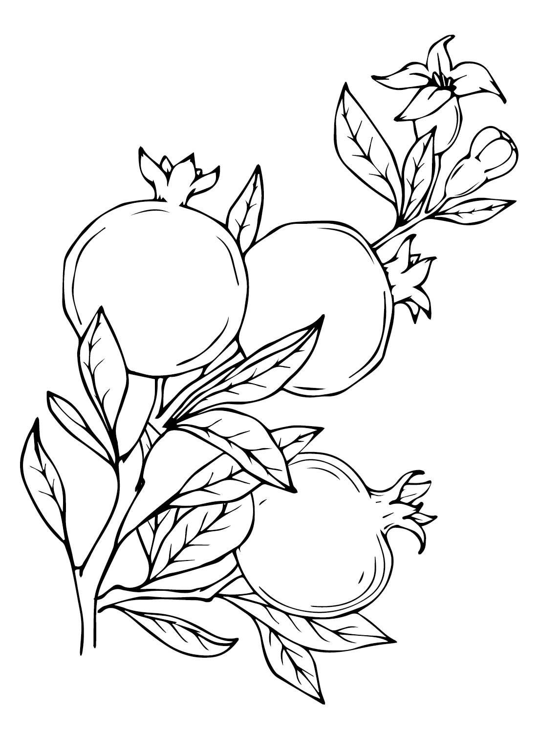 Pomegranate coloring pages printable for free download