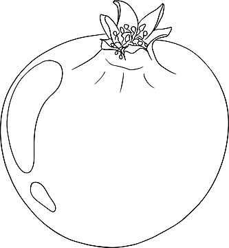 Pomegranate coloring page png transparent images free download vector files